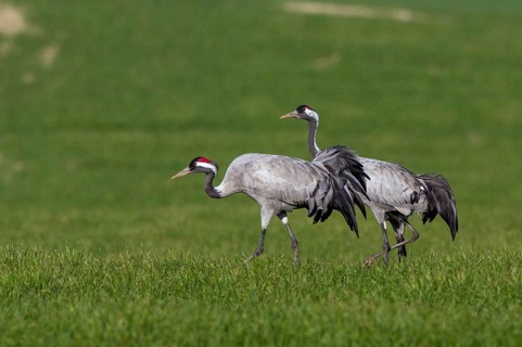 Common Crane (Grus grus) foraging, Mecklenburg-Western Pomerania, Germany