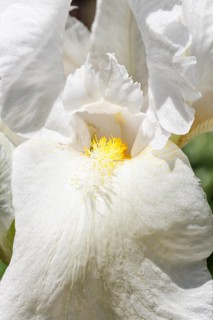 Beautiful multicolored iris flower bloom in the garden. Close up, fragility and summer concept