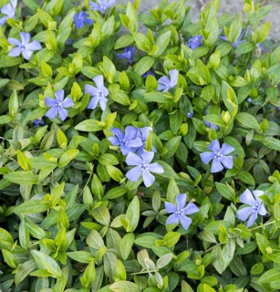 Lesser periwinkle (Vinca minor), Saxon State Office for the Environment, Germany