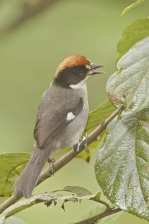 White-winged Brushfinch (Atlapetes leucopterus), Ecuador