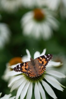 Painted lady butterfly (Vanessa cardui) adult insect feeding on a garden Coneflower (Echinacea spp)