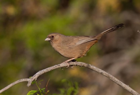 Abert's Towhee (Melozone aberti), California, USA