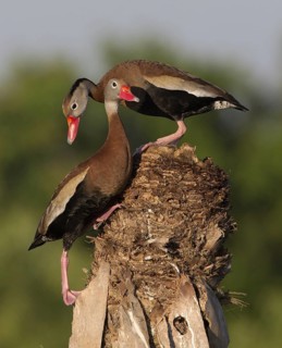 Black-bellied Whistling Duck (Dendrocygna autumnalis) pair, Florida, USA