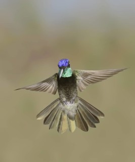 Rivoli's Hummingbird (Eugenes fulgens), Arizona, USA