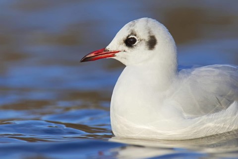 Black-headed Gull (Chroicocephalus ridibundus), Berlin, Germany