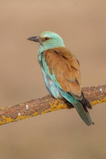 European Roller (Coracias garrulus), perched on a branch, Castile-La Mancha