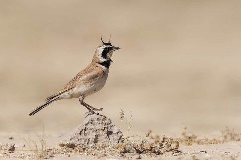 Temminck's Lark (Eremophila bilopha) male, Meishar, Israel