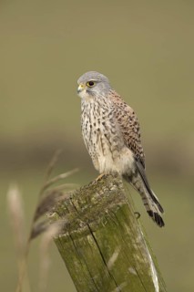 Torenvalk; Common Kestrel; Falco tinnunculus;