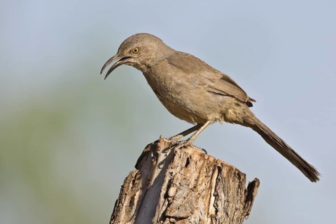 Curve-billed Thrasher (Toxostoma curvirostre), Arizona, USA