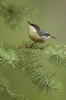 Pygmy Nuthatch (Sitta pygmaea), Oregon, USA