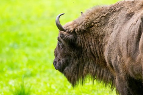 European bison (Bison bonasus) standing on a meadow in summer, Bavarian Forest, Germany