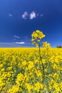 Flowering field of Rapeseed (Brassica napus) on a sunny day with blue sky, green trees and some