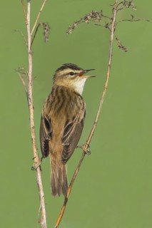 Schilfrohrsänger (Acrocephalus schoenobaenus) Sedge Warbler