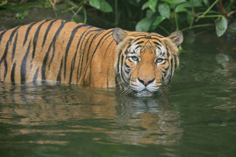 Malaysia tiger (Panthera tigris jacksoni), adult, in water, alert, Malaysia, Southeast Asia