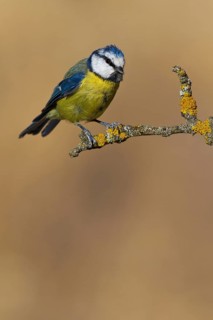 Eurasian Blue Tit (Cyanistes caeruleus), Extremadura, Spain