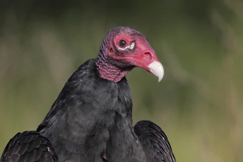 Turkey Vulture (Cathartes aura), Florida, USA