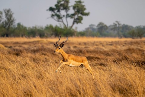 Impala (Aepyceros melampus) male jumping, running, on the run, Xakanaxa, Okavango Delta, Moremi