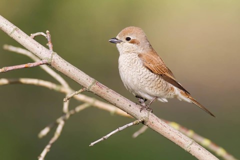 Red-backed Shrike (Lanius collurio) female, Germany