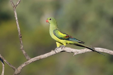 Regent Parrot (Polytelis anthopeplus) female perched on a branch, Victoria, Australia