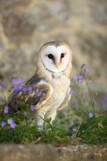Western Barn Owl (Tyto alba) captive, Germany