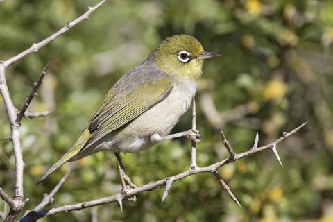 Silvereye (Zosterops lateralis), Australian Capital Territory, Australia