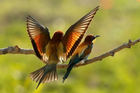 European Bee-eater (Merops apiaster) pair, Piedmont, Italy