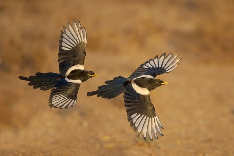 Yellow-billed Magpie (Pica nuttalli) flying, California, USA