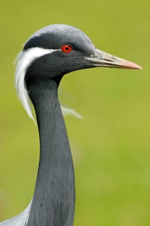 Jungfernkranich (Anthropoides virgo), Portrait, captive, Zoo/Gehege, NRW, Deutschland