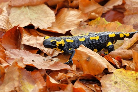 Fire salamander (Salamandra salamandra), in a beech forest on autumn leaves, autumn, Wilnsdorf,