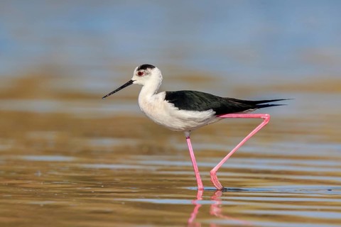 Black-winged Stilt (Himantopus himantopus) foraging, Lesvos, Greece