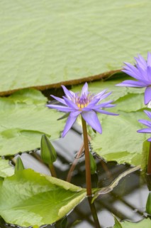 Nymphaea 'Director George T Moore', Botanical Garden, Munich, Bavaria, Germany