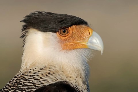 Northern Crested Caracara (Caracara cheriway), Texas, USA
