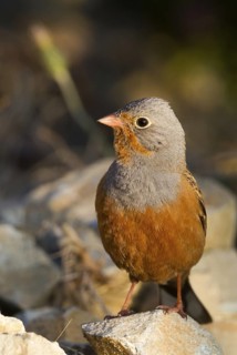 Cretzschmar's Bunting (Emberiza caesia) male perched on stony ground, Cyprus