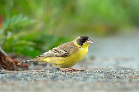 Black-headed Bunting (Emberiza melanocephala) male on ground, Ishikawa, Japan