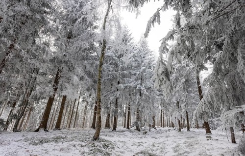Winter landscape, forest covered with hoarfrost, Mondseeland, Salzkammergut, Upper Austria, Austria