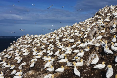 Northern Gannet (Morus bassanus), Scotland, United Kingdom
