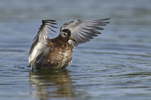 Red Phalarope (Phalaropus fulicarius), Arizona, USA
