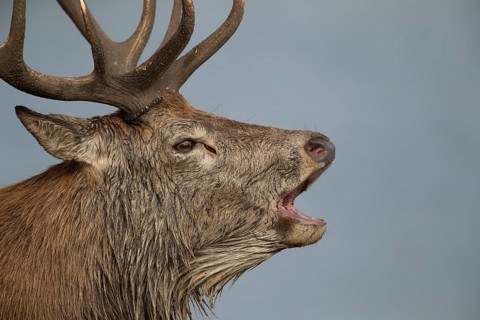 Red deer (Cervus elaphus) adult male stag animal roaring during the rutting season in autumn,