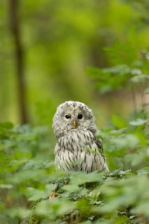 Ural Owl (Strix uralensis) captive, Bavaria, Germany