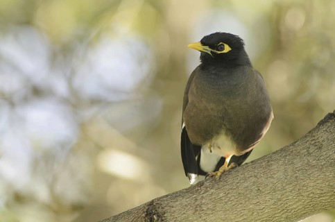 Common Myna (Acridotheres tristis), Mauritius