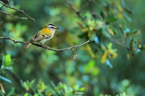 Common Firecrest (Regulus ignicapilla) male perched on a branch, Andalusia, Spain