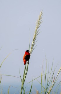 Fire weaver (Euplectes franciscanus), red bird sitting on a blade of grass, Murchison Falls