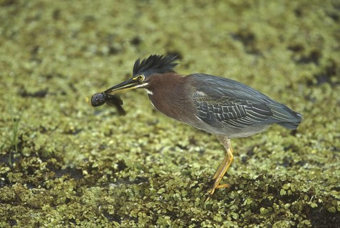 Green Heron (Butorides virescens), Florida, USA