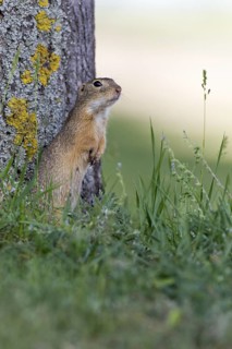 European Ground Squirrel (Spermophilus citellus), Lake Neusiedl, Austria