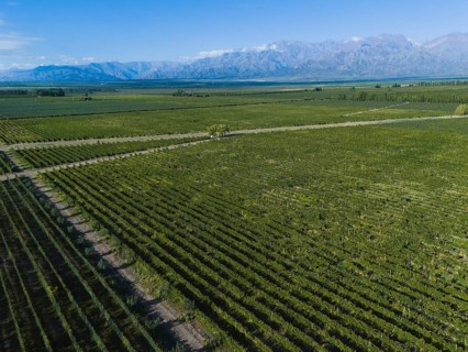 Aerial view of lush vineyards sprawling against the backdrop of the majestic Andes Mountains,