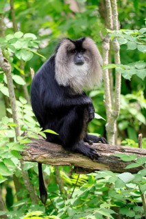 Bearded monkey (Macaca silenus), Wanderu, adult, sitting on tree trunk, alert, India