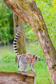 A female ring-tailed lemur (Lemur catta) stands with her young on her back on a branch of a tree