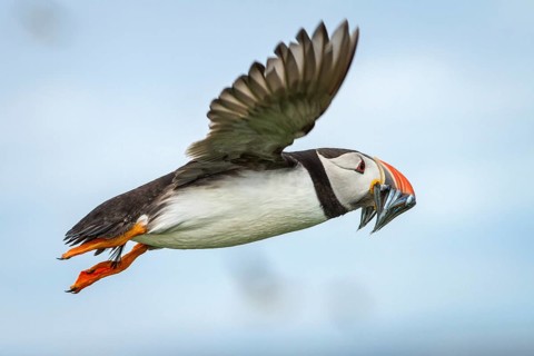 Atlantic Puffin (Fratercula arctica) in flight with sandeels in bill, Farne Islands, United Kingdom