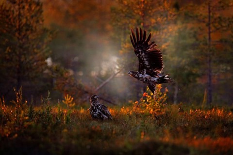 Sunset in nature, two eagle fight in taiga, Finland. Young birds of white-tailed eagle, Haliaeetus