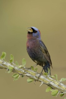 Varied Bunting (Passerina versicolor) singing, Arizona, USA
